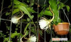 昙花杆子太长可以剪掉