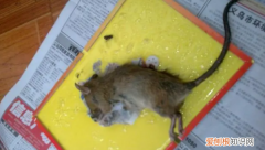 被粘老鼠的粘到了怎么洗掉，碰到粘老鼠的粘胶怎么洗掉