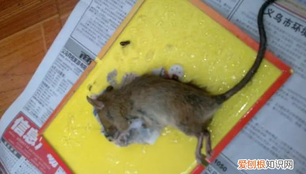 被粘老鼠的粘到了怎么洗掉，碰到粘老鼠的粘胶怎么洗掉