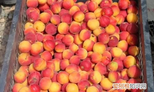 红皮香蕉怎么判断成熟，帝王杏什么时候成熟采摘