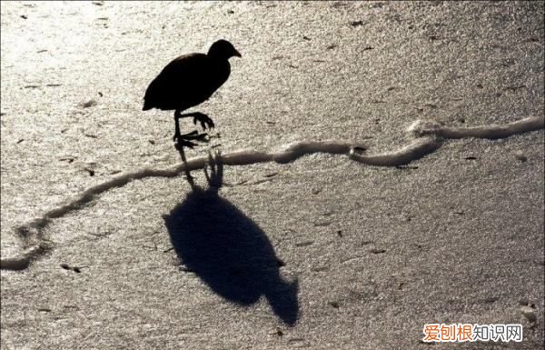 浮光掠影什么意思,照片掠影是什么意思