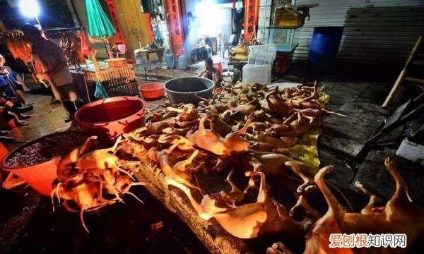 广西玉林狗肉节几号,南宁2020狗肉节是哪一天开始