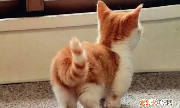 猫尾巴断了能自愈