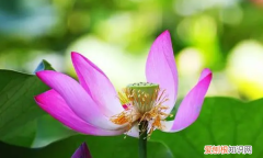 白莲花语录经典语录，白莲花装委屈的台词 高端绿茶经典语录