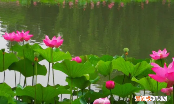 白莲花语录经典语录,白莲花装委屈的台词 高端绿茶经典语录