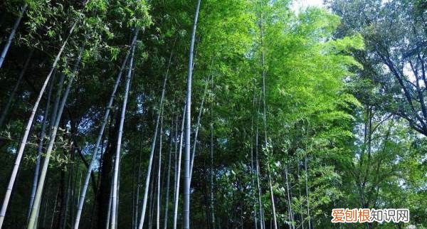 南山竹海海拔高多少米，南山竹海有多高 海拔多少米