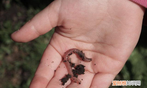 都用什么饵料钓鱼，钓鱼用什么鱼饵最好