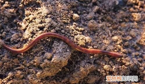 都用什么饵料钓鱼,钓鱼用什么鱼饵最好
