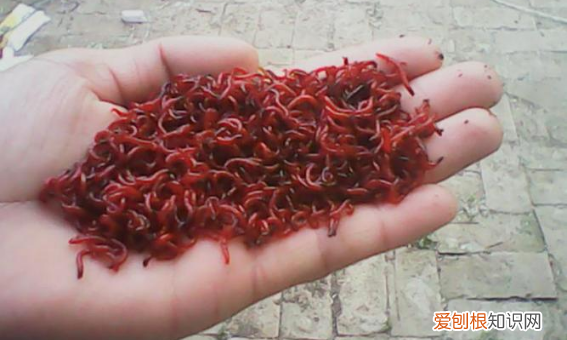 都用什么饵料钓鱼，钓鱼用什么鱼饵最好