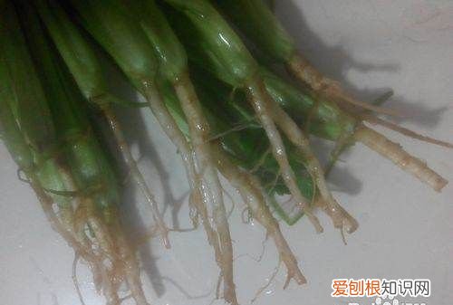 香菜根香葱根怎么淹，白菜根葱根香菜根姜煮水多长时间