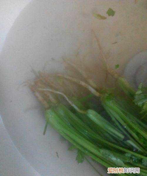 香菜根香葱根怎么淹，白菜根葱根香菜根姜煮水多长时间