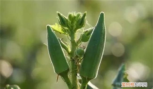 洋茄白灼几分钟,洋茄和秋葵的区别