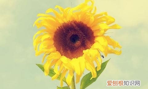 向日葵怎么养水里面,向日葵插水里要怎么养开