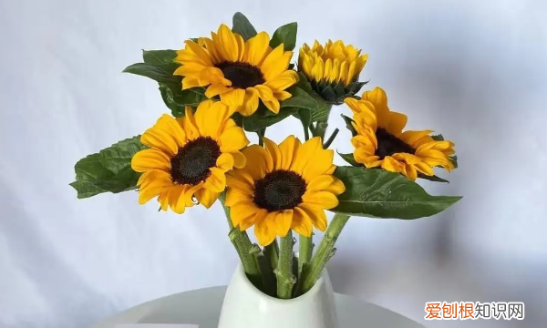 向日葵怎么养水里面,向日葵插水里要怎么养开