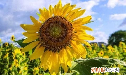 向日葵怎么养水里面,向日葵插水里要怎么养开