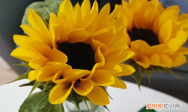 向日葵怎么养水里面,向日葵插水里要怎么养开