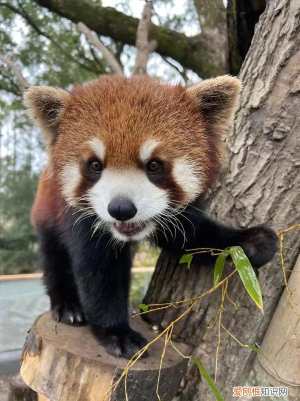 300名员工和动物一起隔离60天，上海这样的做法你怎么看