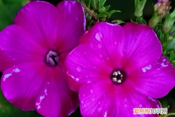 花儿多么补充完整的句子，花儿动作拟人的句子怎么写