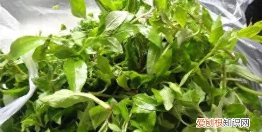 春天的野菜作文 春天的野菜