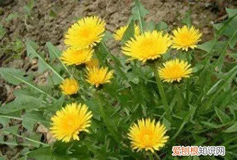 春天的野菜作文 春天的野菜