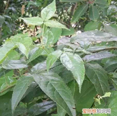 春天的野菜作文 春天的野菜