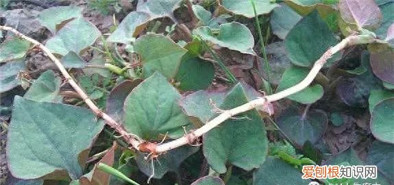 春天的野菜作文 春天的野菜