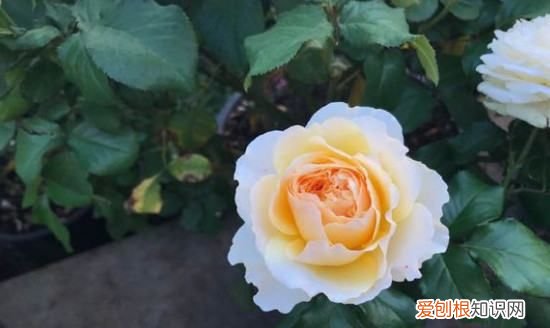 黄色月季的品种有哪些，灌木黄月季最有名的品种
