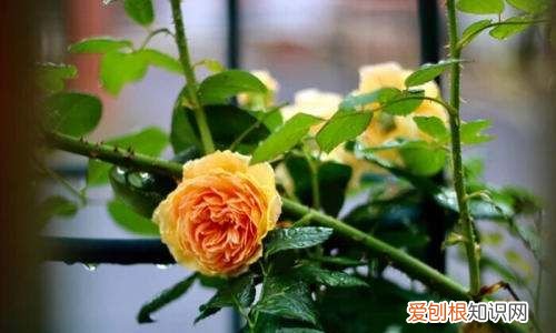 黄色月季的品种有哪些，灌木黄月季最有名的品种