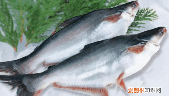 龙利鱼和巴沙鱼的区别，巴沙鱼和龙利鱼有什么区别