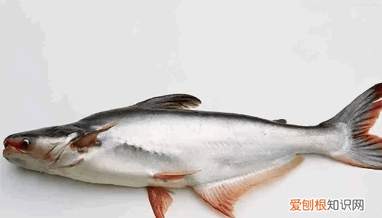 龙利鱼和巴沙鱼的区别，巴沙鱼和龙利鱼有什么区别