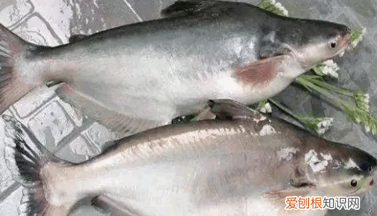 龙利鱼和巴沙鱼的区别，巴沙鱼和龙利鱼有什么区别
