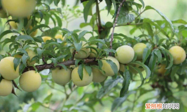 夏季水果怎么保存，夏天吃的水果可以放到冰箱保鲜吗