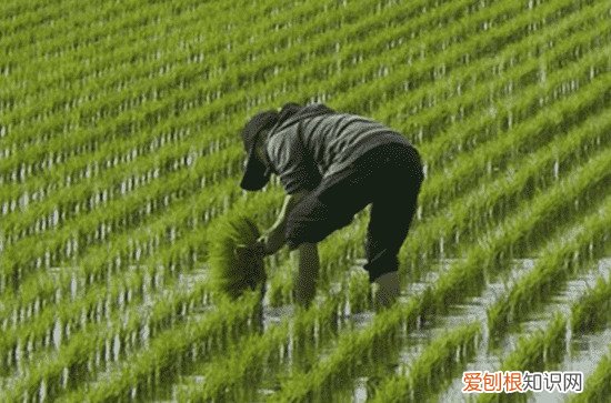 2023年谷雨是好日子吗