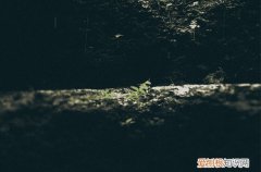 今年谷雨哪一天，2023年谷雨是哪一天几点几分