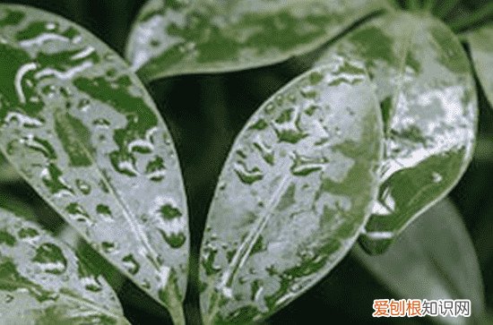 今日谷雨几点几分,2023年谷雨具体时间