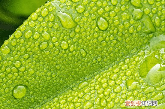2023年谷雨具体时间，今年谷雨节气是哪天