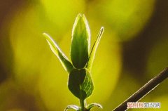 谷雨是春天的节气吗
