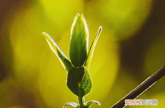 谷雨是春天的节气吗