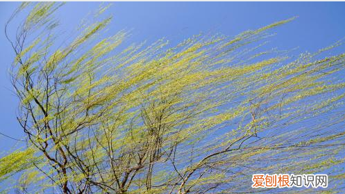 怎么描写风，风是什么样子的写一写