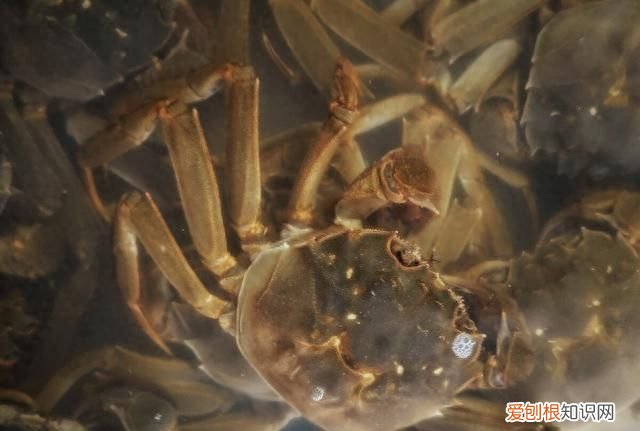 吃不完的螃蟹，放冰箱就错了，教你一招，螃蟹放30天照样新鲜