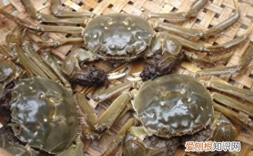 吃不完的螃蟹，放冰箱就错了，教你一招，螃蟹放30天照样新鲜