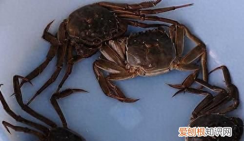 吃不完的螃蟹，放冰箱就错了，教你一招，螃蟹放30天照样新鲜