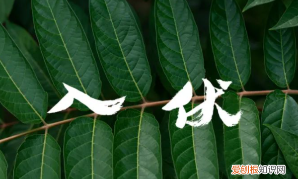 什么时候数伏开始，今年入伏是哪天开始