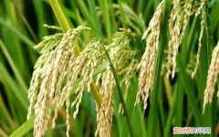 粮食储存方式分为哪几种