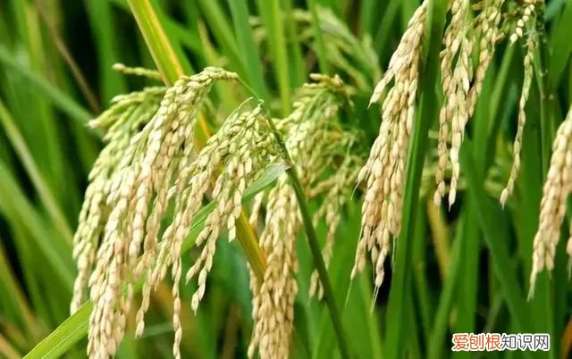 粮食储存方式分为哪几种