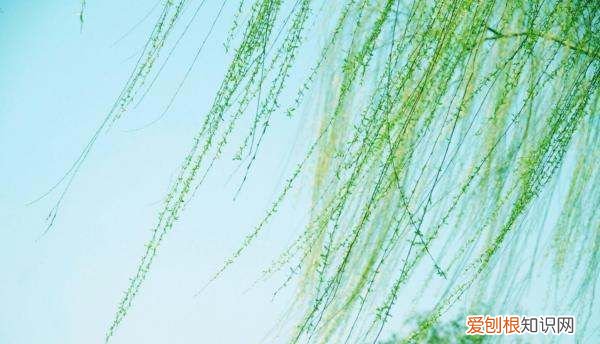 细细的柳枝像什么，柳枝细长细长的像什么一样