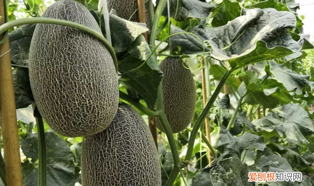 特色优质哈密瓜设施高效栽培技术