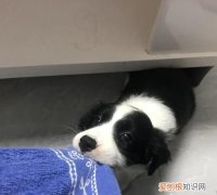 租房养狗注意什么