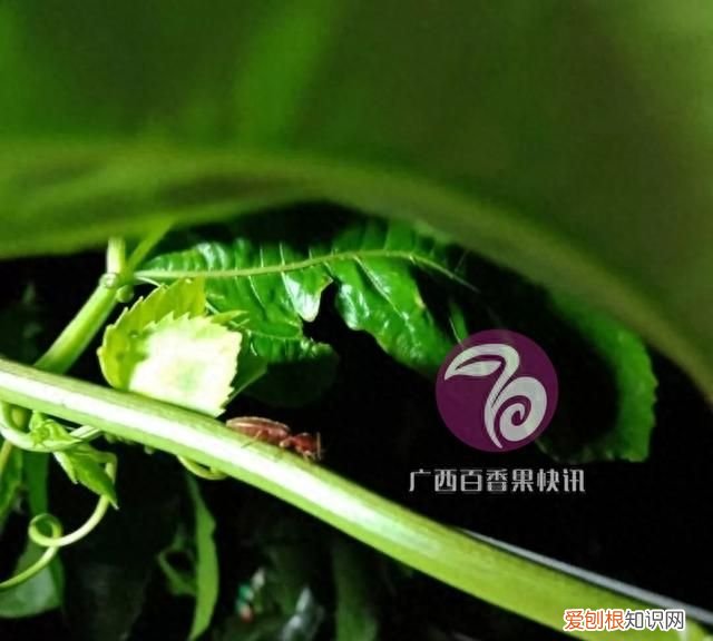 种百香果用什么方法才不会长虫呀