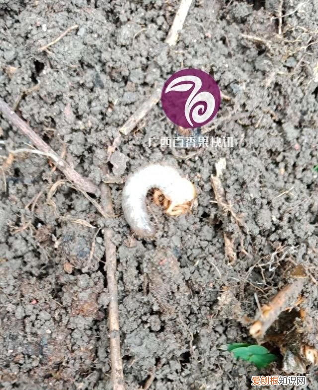 种百香果用什么方法才不会长虫呀